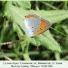 lycaena dispar budenovsk 1